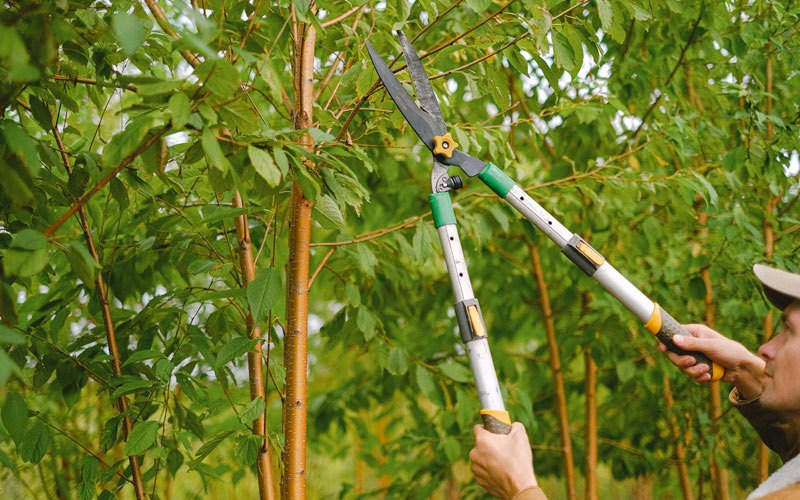 Tree trimming in Nodaway, IA